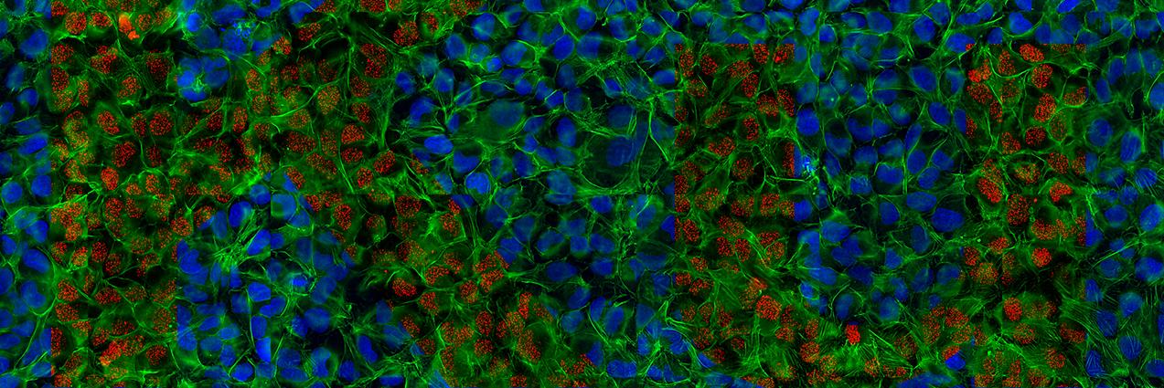 Sébastien Britton banner