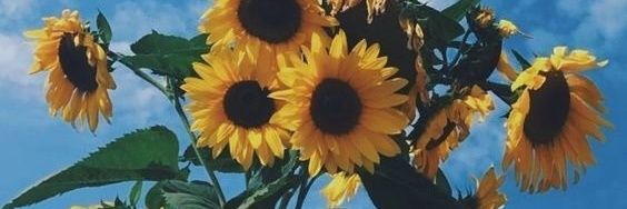 CrisRicos's profile banner image
