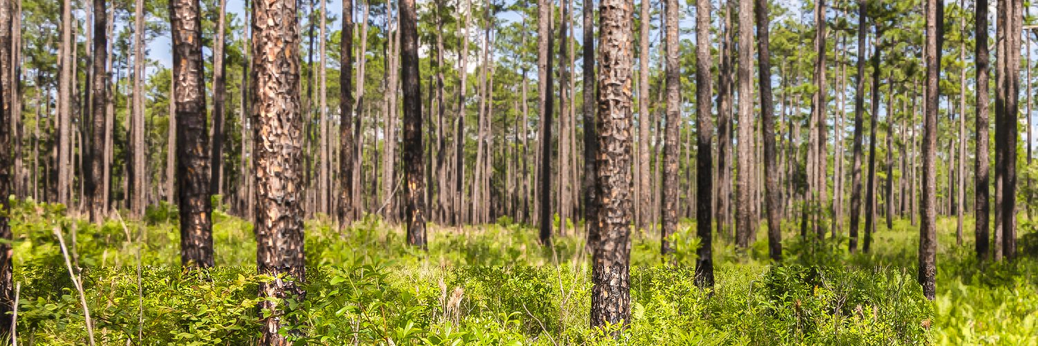 Florida Forest Service banner