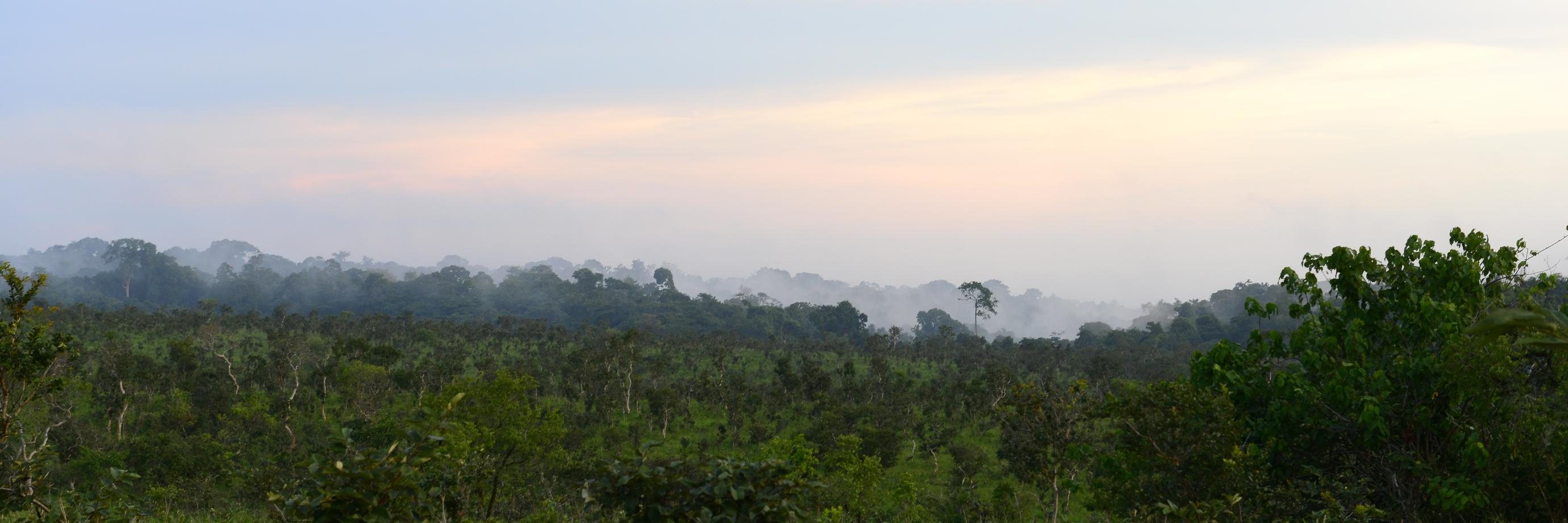 WWF Forest & Climate's banner