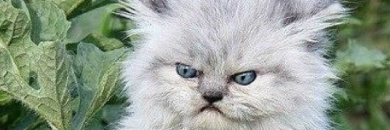 srduffield's profile banner image