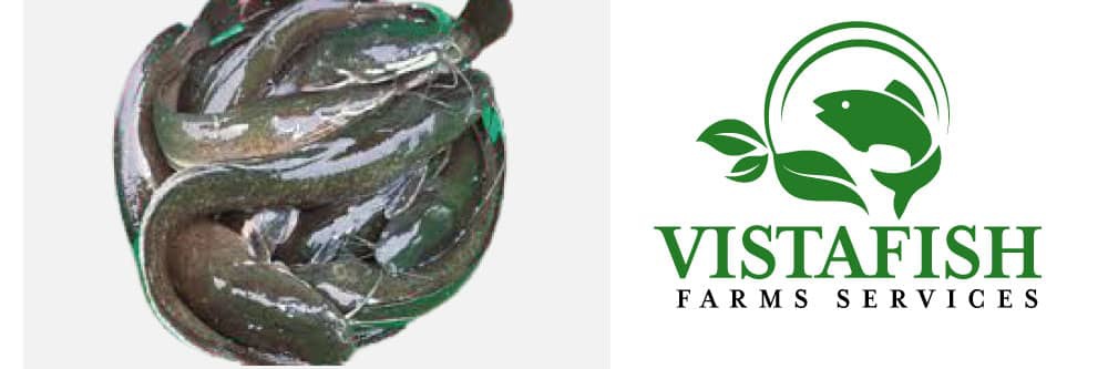 vistafish's profile banner image