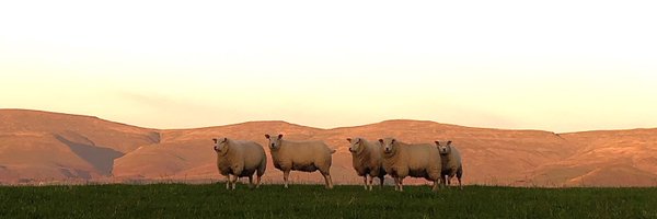 laithafarm Profile Banner