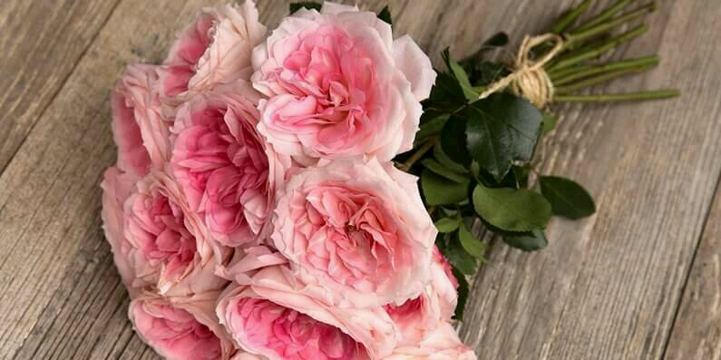 Sarah_Adwi's profile banner image
