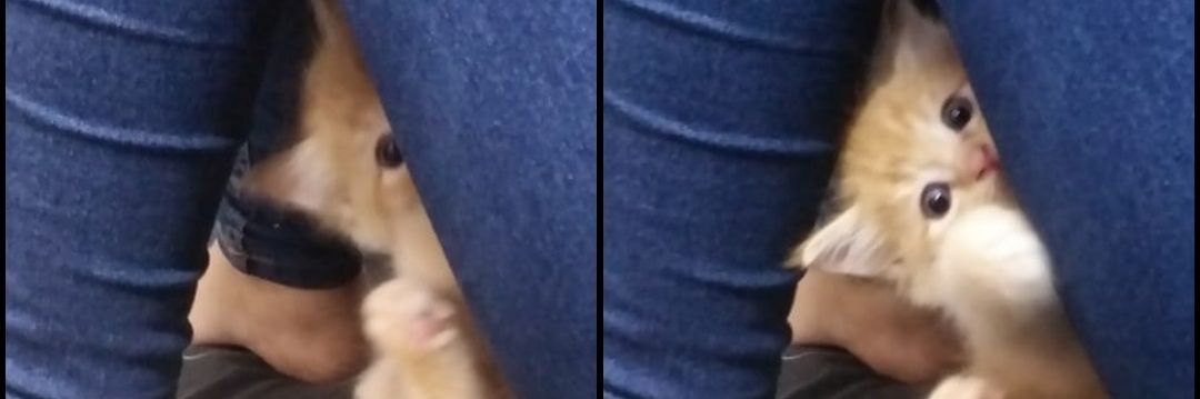 dafa_hoe_'s profile banner image