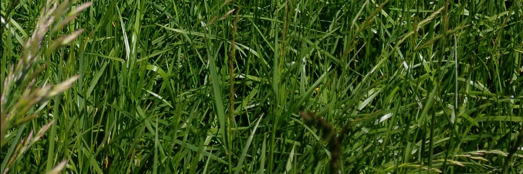 German Banchero banner