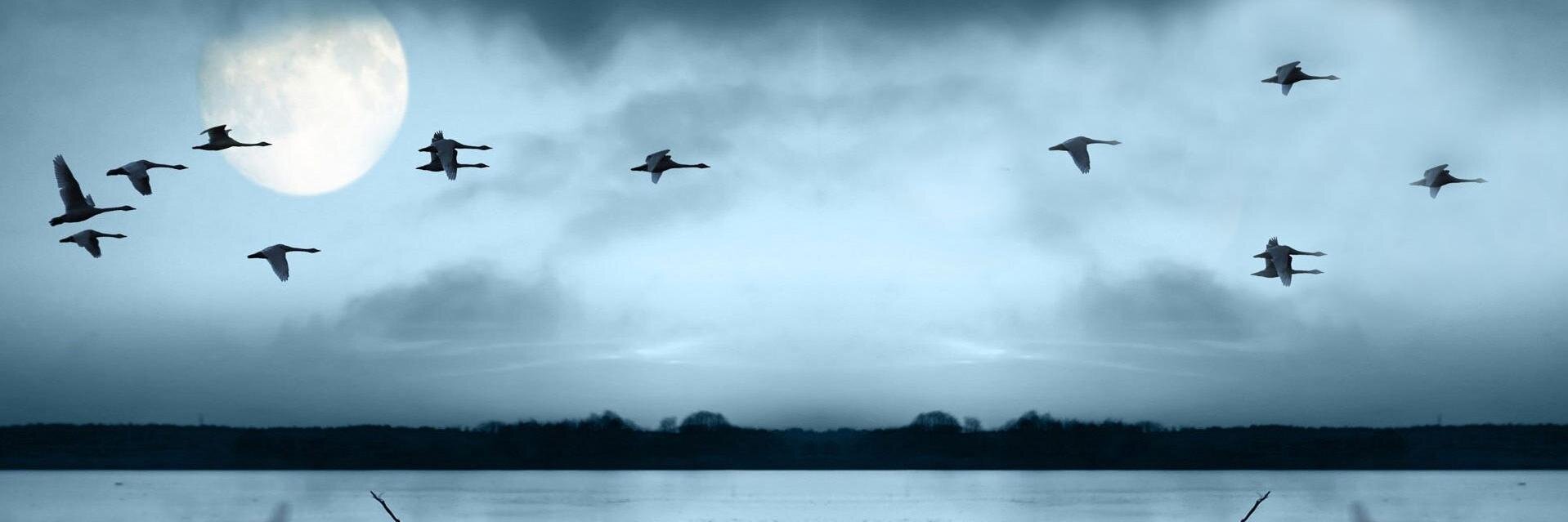 almgueman's profile banner image