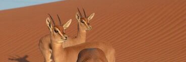 Faisl_x70's profile banner image