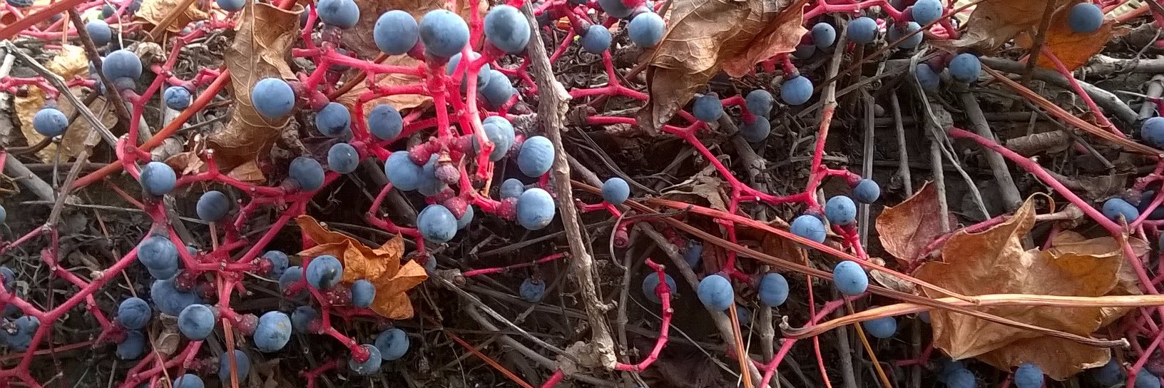 Anna Triandafyllidou banner