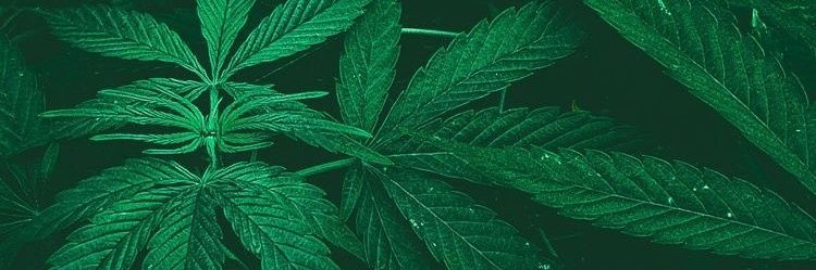 Muune_B's profile banner image