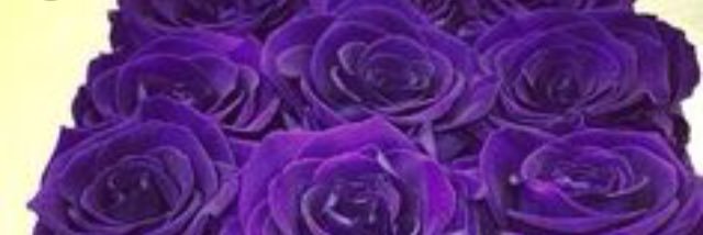 krestyl_xo's profile banner image