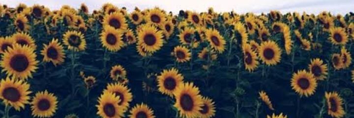 Zee_fs's profile banner image