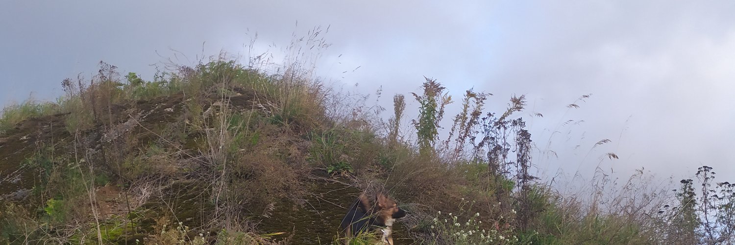 ryedogh's profile banner image