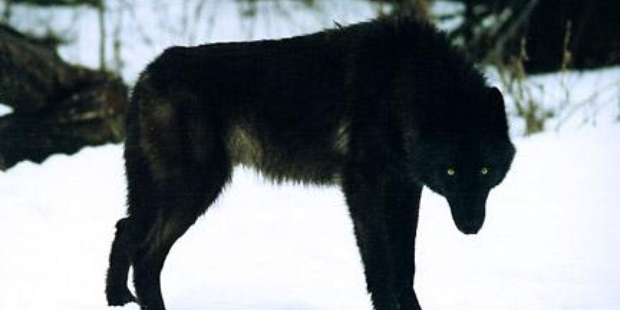 Vorny_7's profile banner image