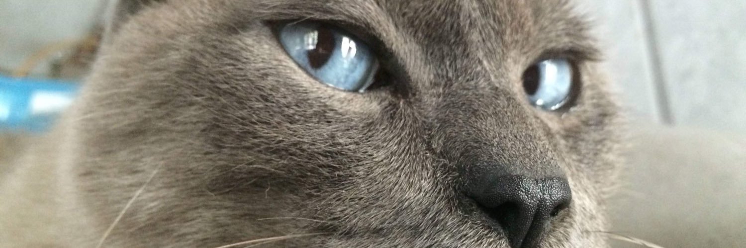 fernandacvi's profile banner image