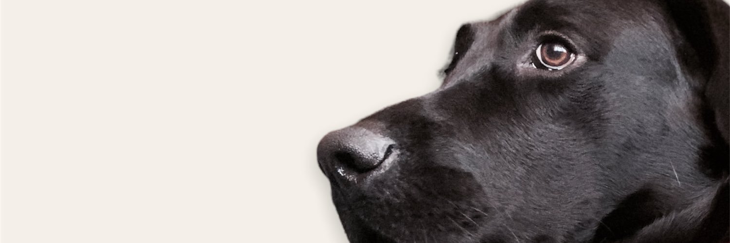 Mechemonsalve's profile banner image