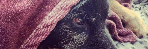 LadyBlueShiva Profile Banner