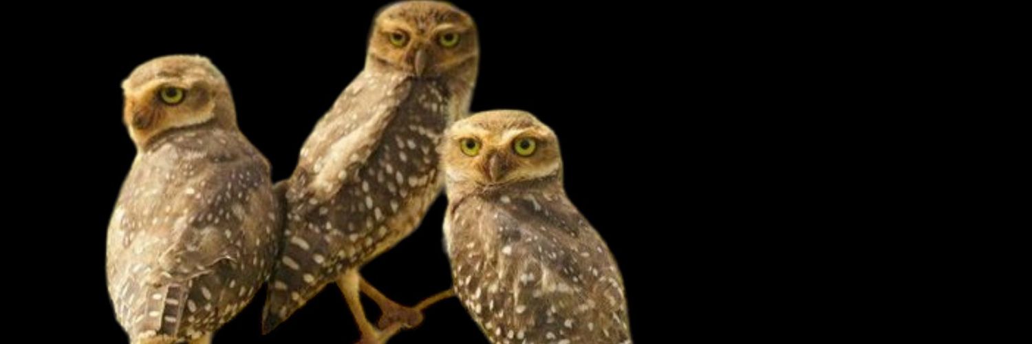 Augustonjl's profile banner image