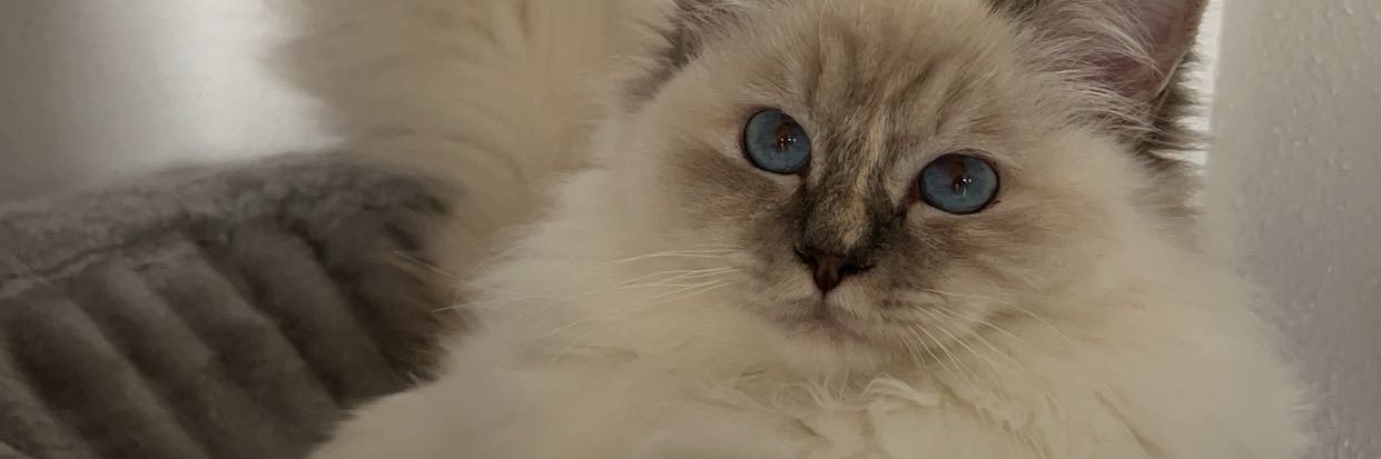 carre_mathilde's profile banner image