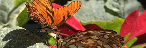 Rogelio84 Profile Banner