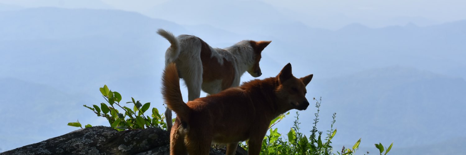 End the wars. Abolish NATO. 🕊️1️⃣🅰️2️⃣🅰️ banner