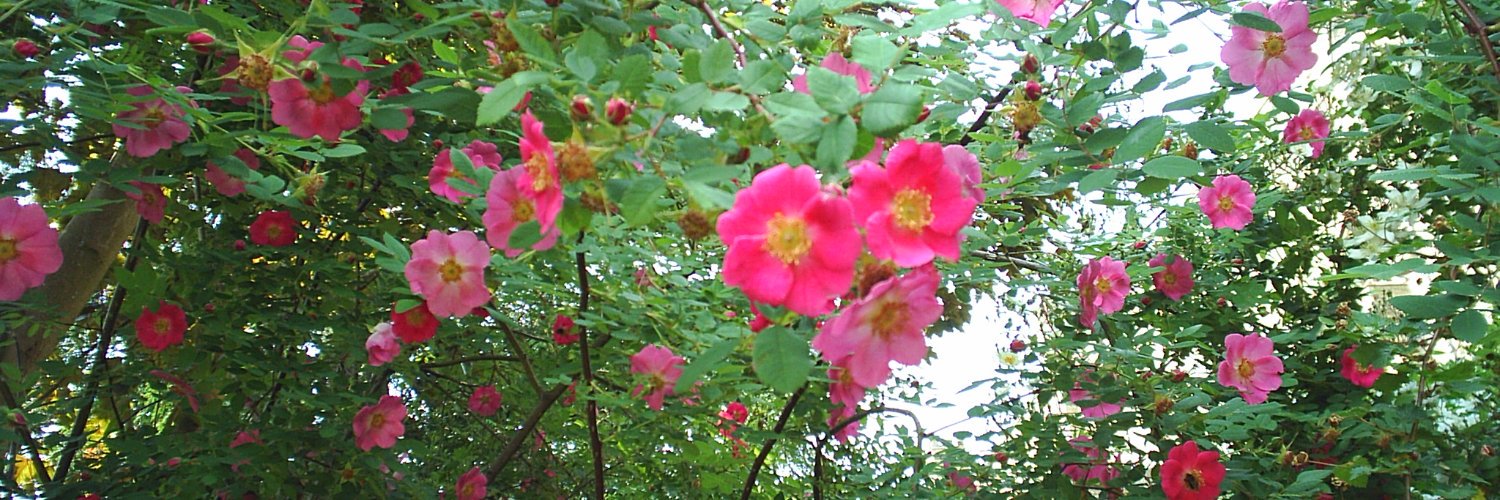 Helen Burton banner