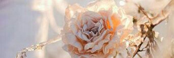 naturesy09 Profile Banner