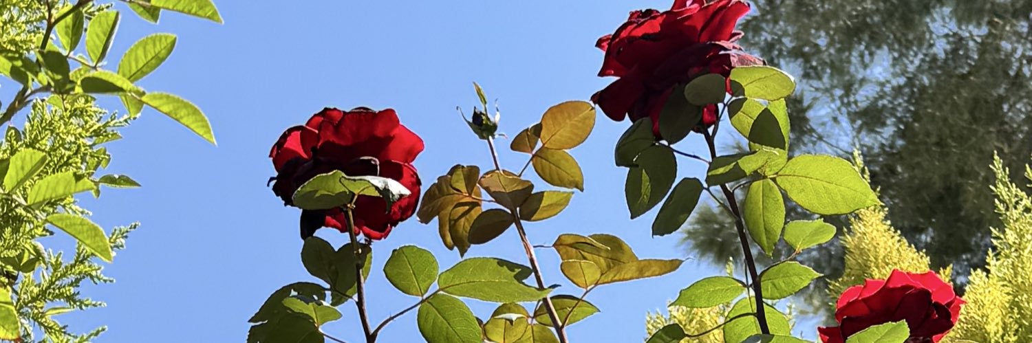 AlaaMKhatib's profile banner image