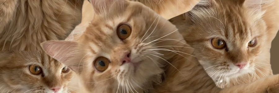 HengkY ᓚᘏᗢ banner