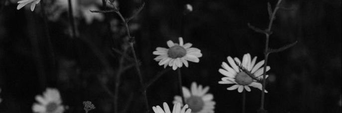 AnaFariasSe's profile banner image