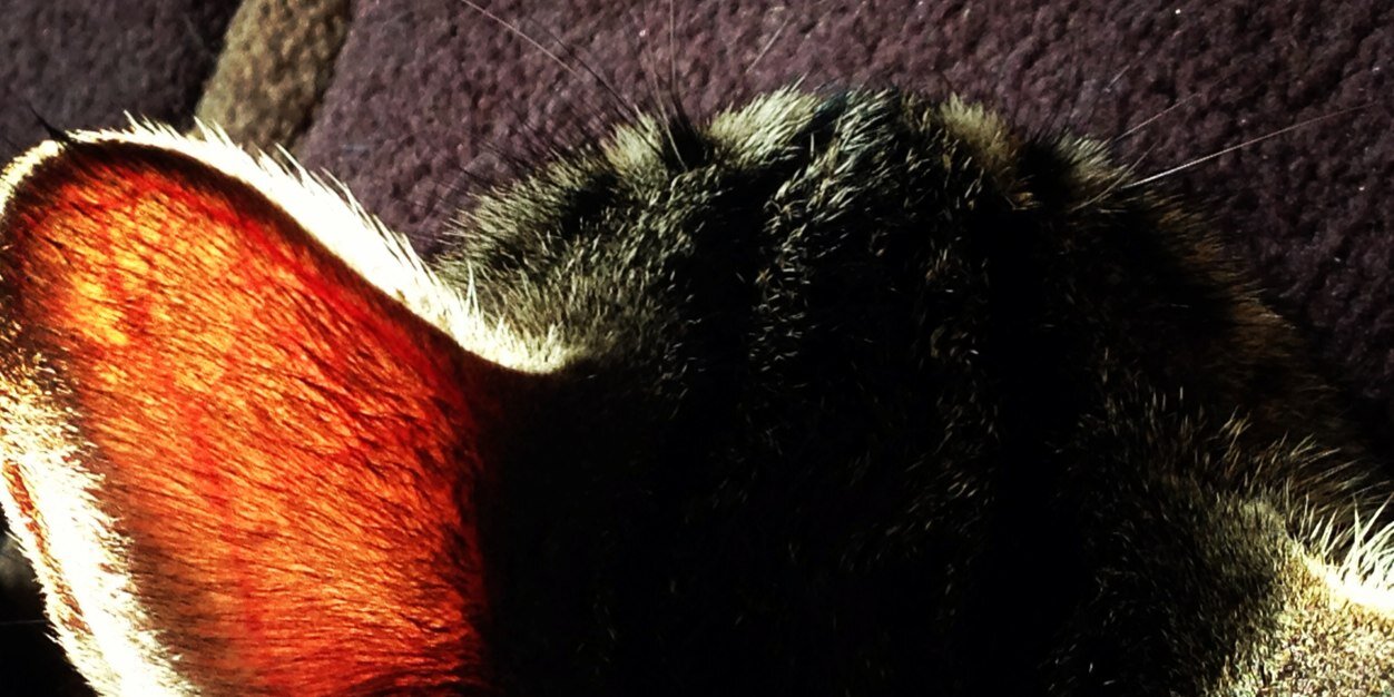 burkealot's profile banner image