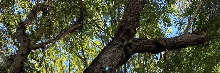 marciaclopez's profile banner image