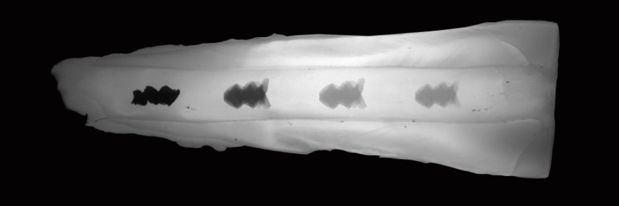 Elizabeth Hunter banner