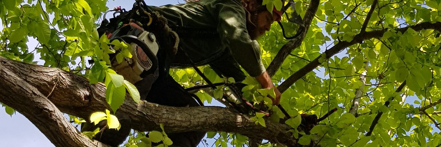 AllTreesSaved's profile banner image