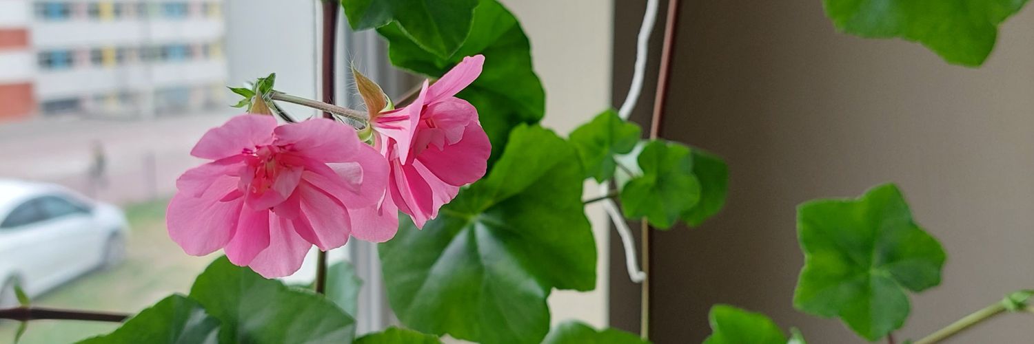 daisymrv's profile banner image