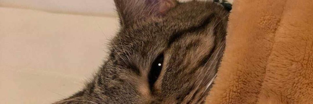 zeloo_fou's profile banner image