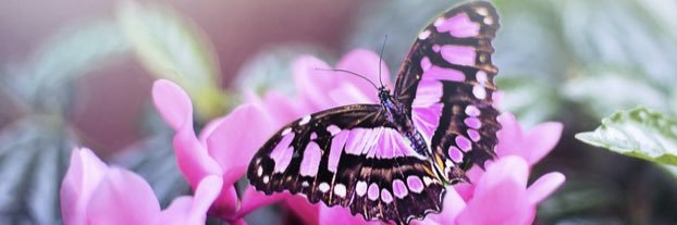 courage888's profile banner image