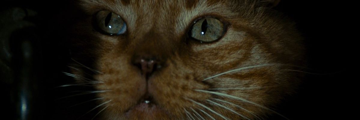 thehonkycobi's profile banner image
