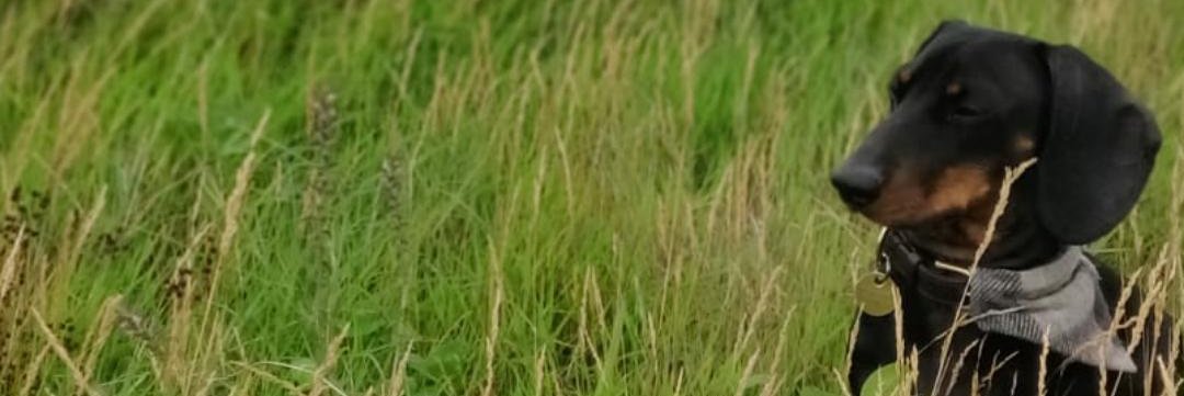 JesserHopkins's profile banner image