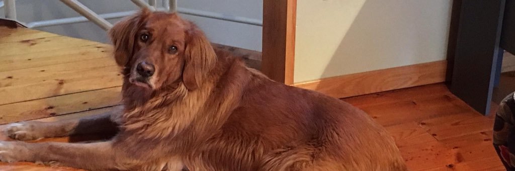 DPenzenstadler's profile banner image