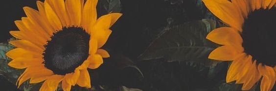 amydolson1's profile banner image