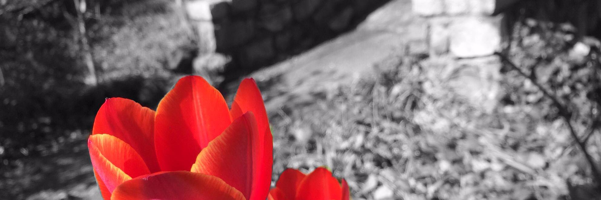 rorer_tina's profile banner image