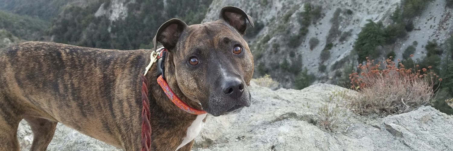 ServiceDogLexi's profile banner image