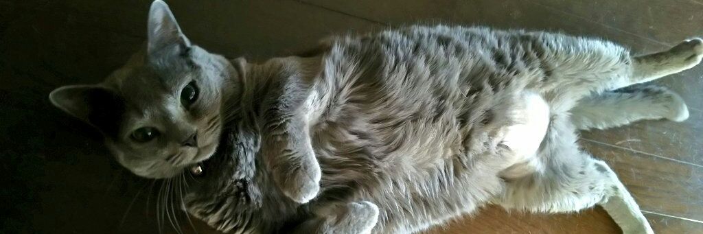 sofa_cat's profile banner image