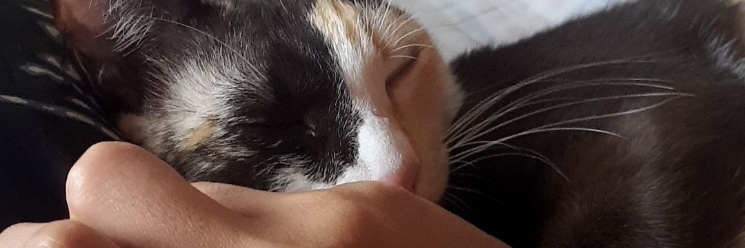 pppppppeemii's profile banner image