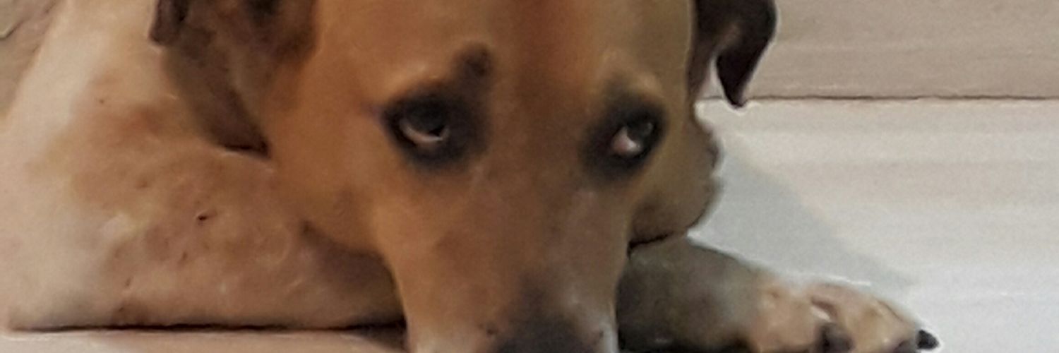 Maysilvero's profile banner image