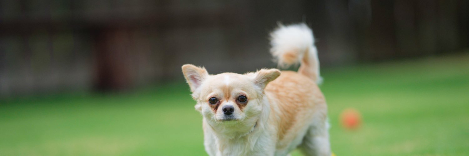 すしちゃん🍣 banner