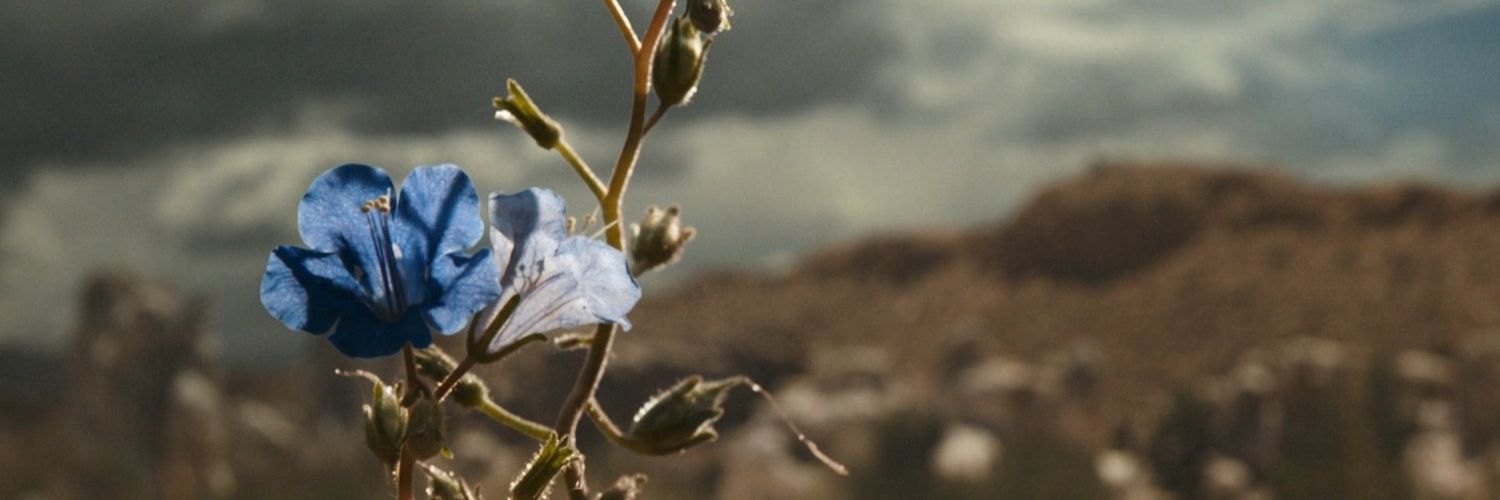 Aurita Regreso banner