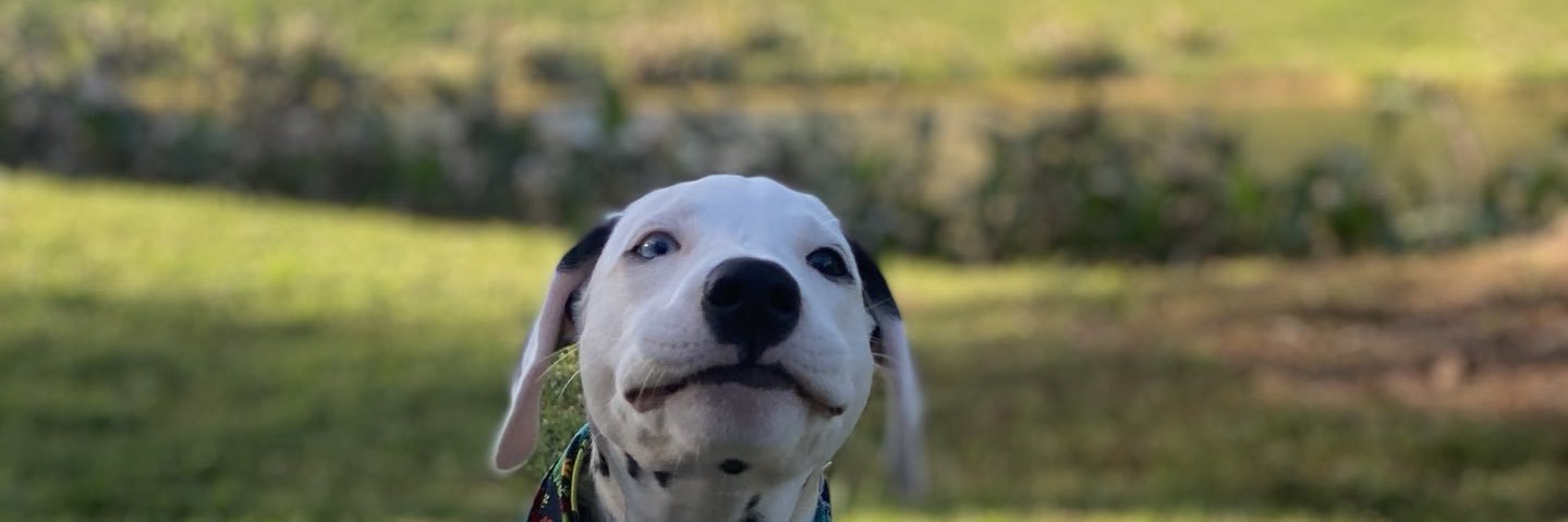 SNCHRNS's profile banner image
