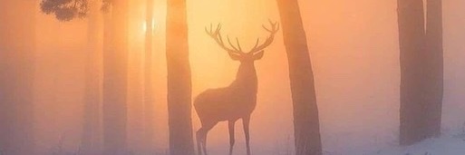 robinp81w's profile banner image